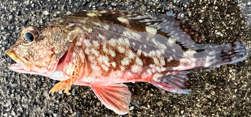 カサゴの釣果