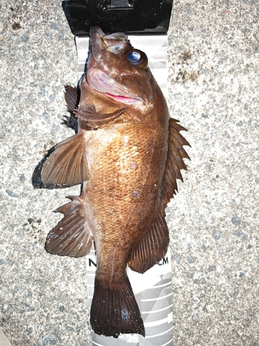 メバルの釣果