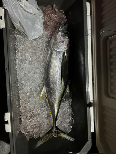 キハダマグロの釣果