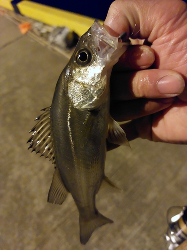 セイゴ（マルスズキ）の釣果