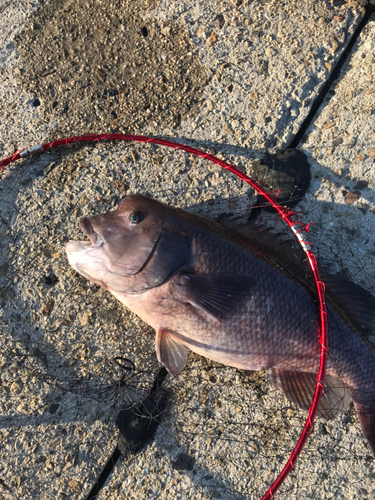 コブダイの釣果