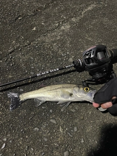 セイゴ（タイリクスズキ）の釣果