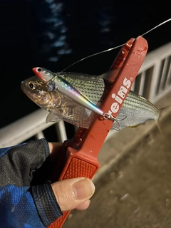 コノシロの釣果