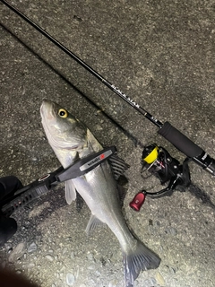 フッコ（タイリクスズキ）の釣果