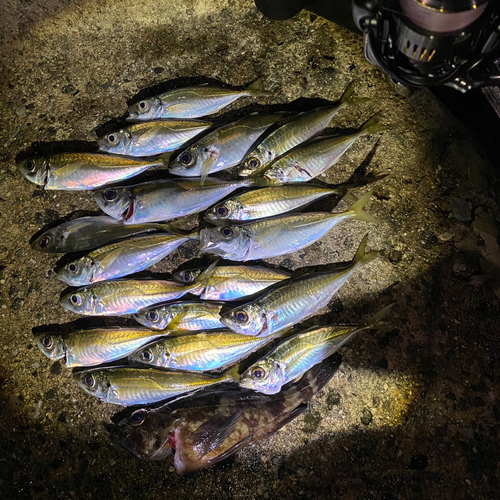 アジの釣果