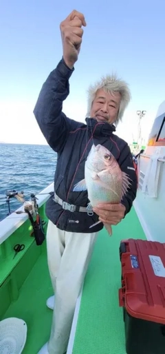 マダイの釣果