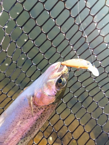 ニジマスの釣果