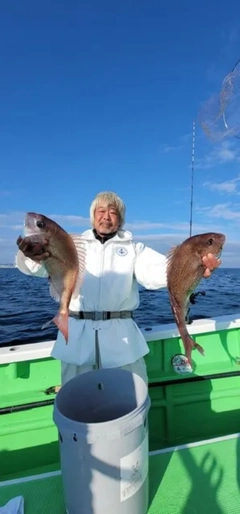 マダイの釣果