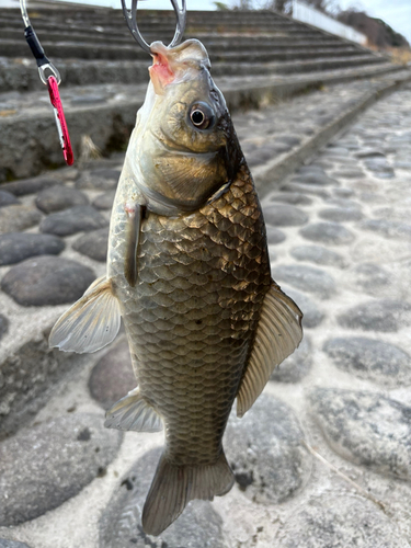 ニゴイの釣果