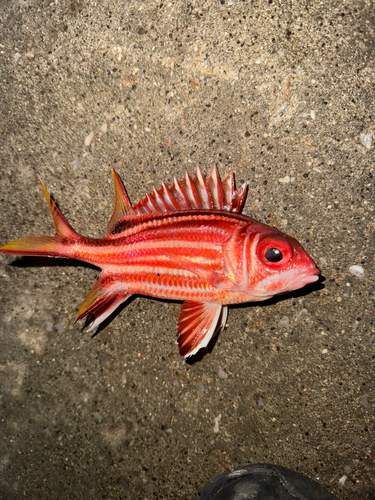 アヤメエビスの釣果