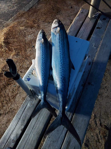 サゴシの釣果