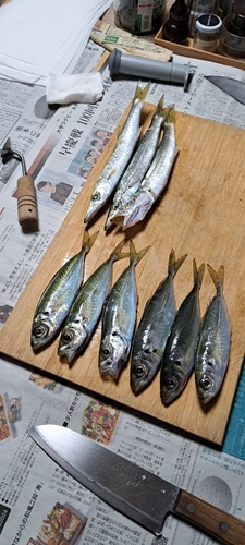 アジの釣果