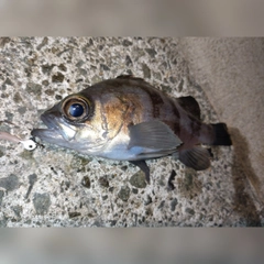 シロメバルの釣果