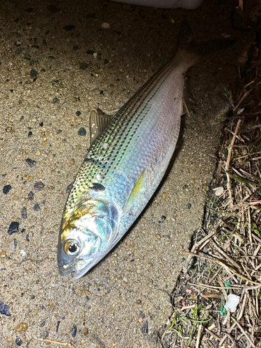 コノシロの釣果