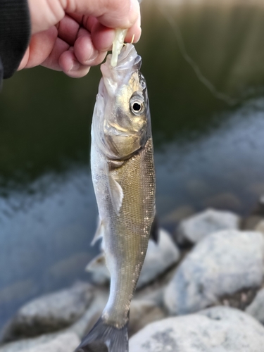 ウグイの釣果