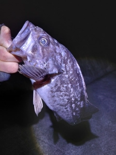 クロソイの釣果