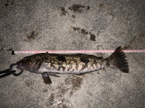 アイナメの釣果