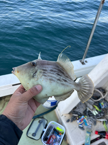 カワハギの釣果