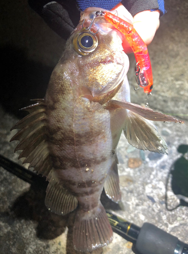 メバルの釣果