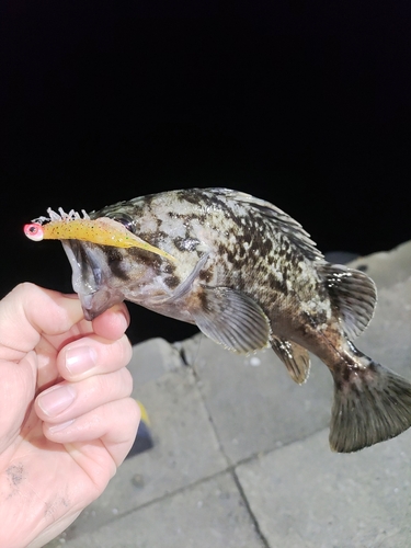 クロソイの釣果