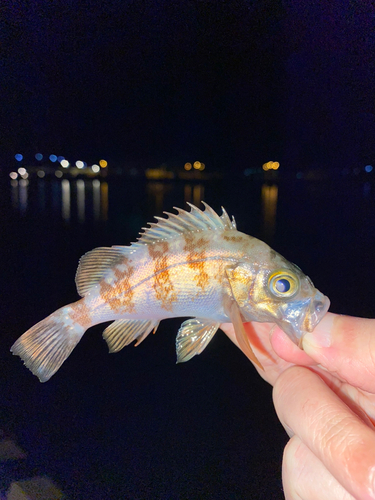 メバルの釣果