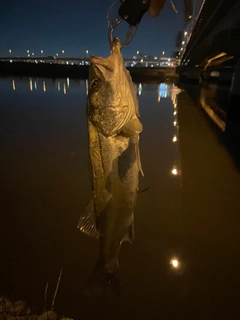 シーバスの釣果