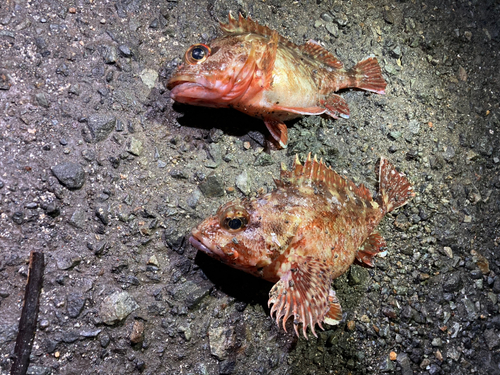 カサゴの釣果