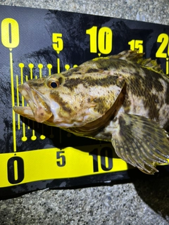 タケノコメバルの釣果