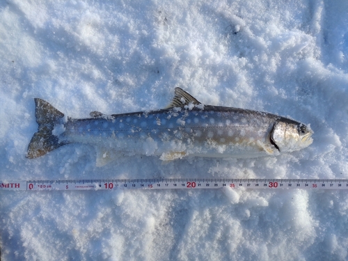 アメマスの釣果