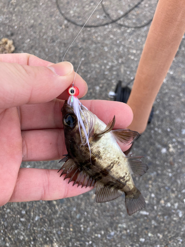 メバルの釣果