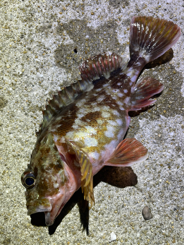 カサゴの釣果