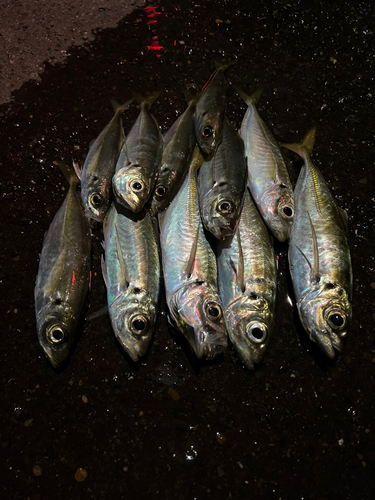 アジの釣果