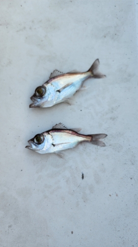 オオメハタの釣果