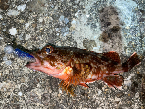 カサゴの釣果