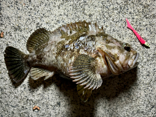 ベッコウゾイの釣果