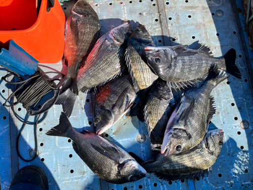 メイタの釣果