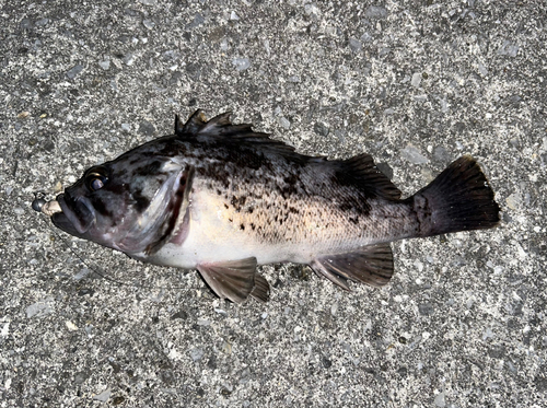 クロソイの釣果