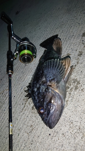 クロソイの釣果