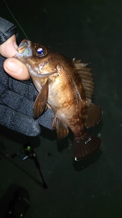 メバルの釣果