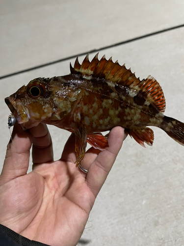 カサゴの釣果