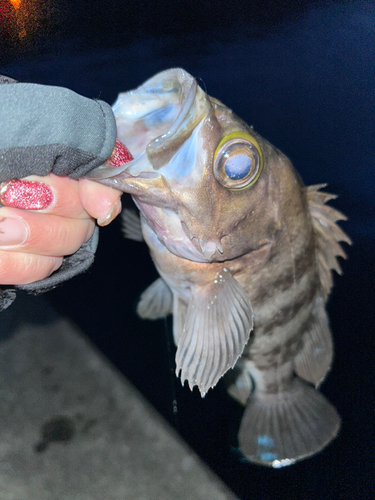 メバルの釣果