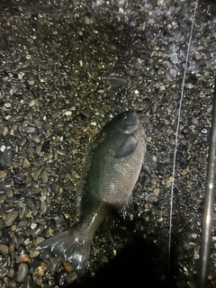 メジナの釣果
