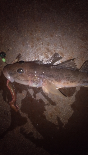 ハゼの釣果