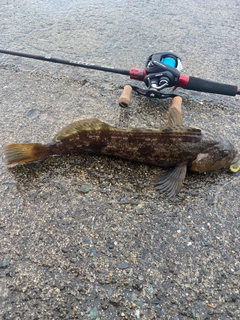 アイナメの釣果