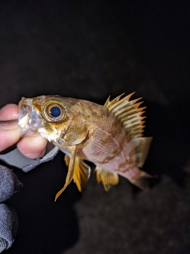 メバルの釣果