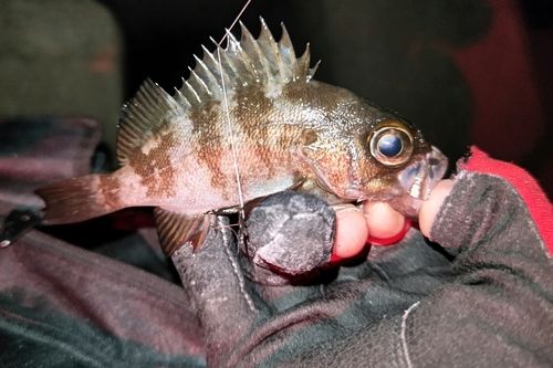 シロメバルの釣果