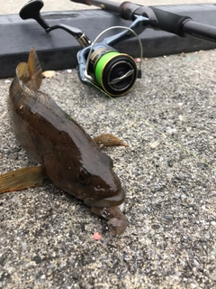 アイナメの釣果