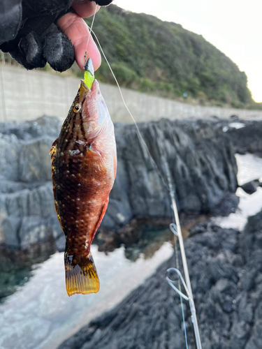 アカササノハベラの釣果