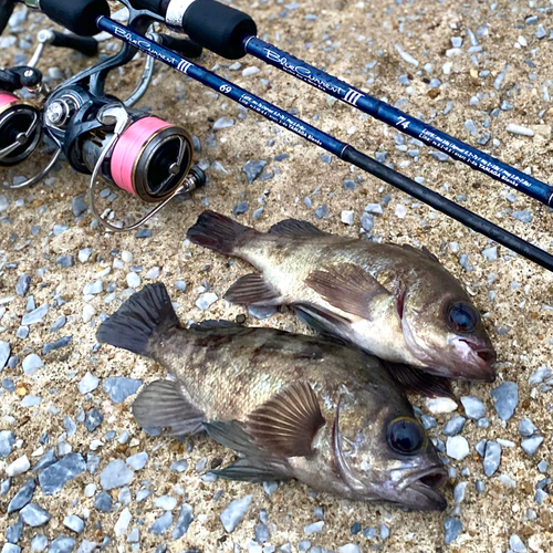 メバルの釣果