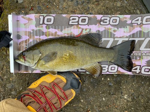 スモールマウスバスの釣果